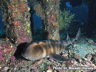 You might even meet a cat shark!