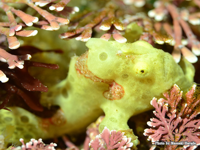 Frogfish are often seen in the dive site, Wakinohama.