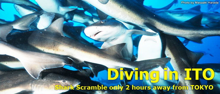Shark Scramble only 2hours away from TOKYO Diving in ITO
