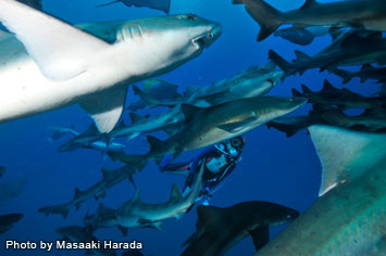 Banded houndsharks