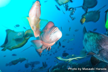 Bulgyhead wrasse swimming around the diver