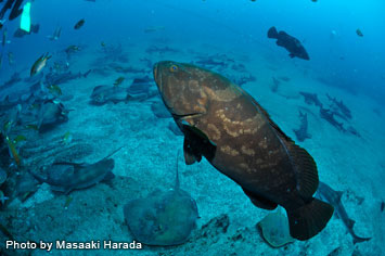 Large, tamed longooth grouper