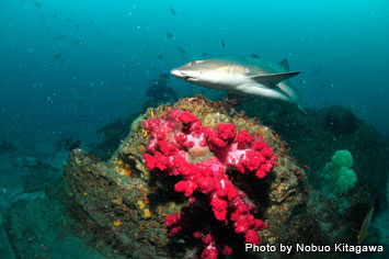 Vivid soft corals and a banded houndshark