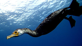 During winter, it is exciting to watch Japanese cormorant dive into the ocean in search of prey. There are not many dive sites where you can enjoy birdwatching underwater!