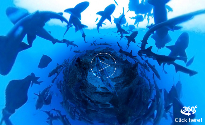 Watch the video to experience shark scramble! It is difficult not to bump into one. (Video by ITO Diving Service BOMMIE)