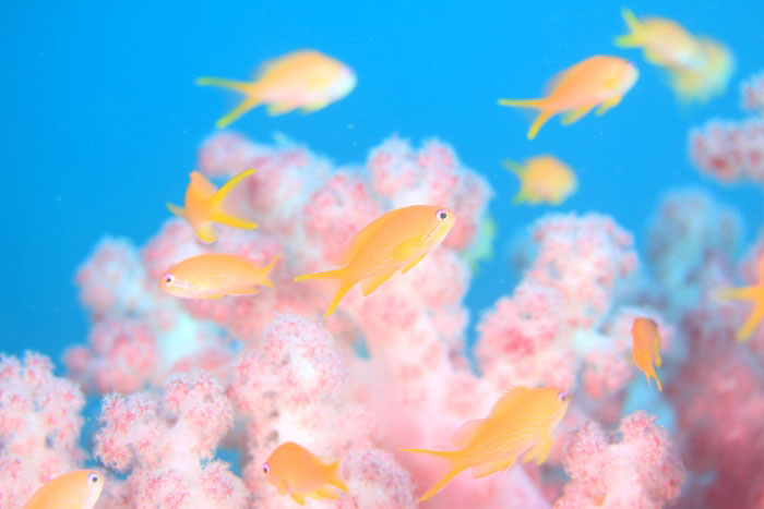 Goldfish anthias swarming among beautiful soft corals. 