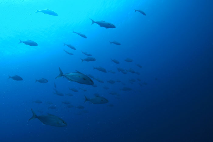 A formation of amberjack charging into the blue ocean. Photo by Nanki Seaman's Club