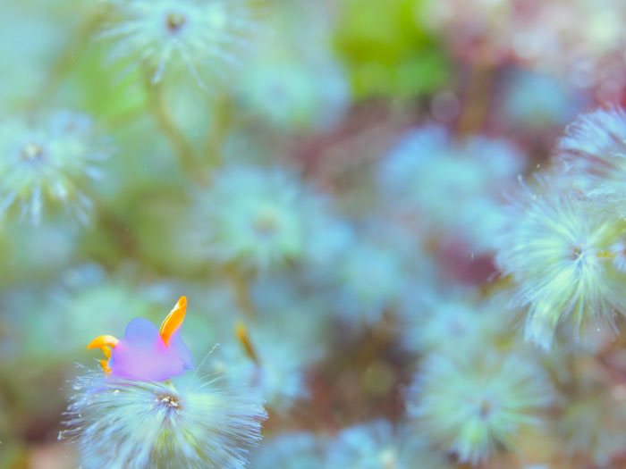 A purple sea butterfly（Sagaminopteron ornatum） on a shining green Sporochnus dotyi