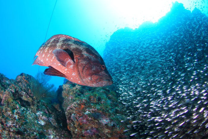 There's also the photogenic Reef with red spotted groupers