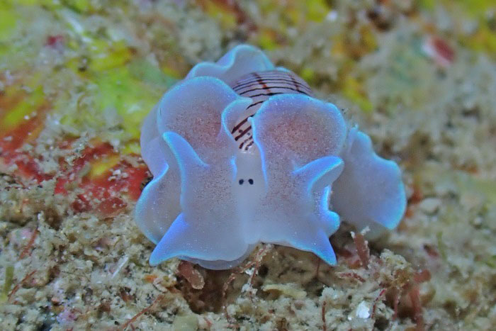 We also saw the adorable sea slug, the Misugai!