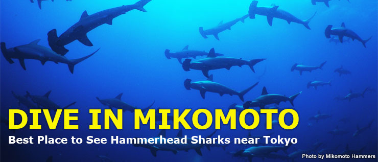 Shark Scramble only 2hours away from TOKYO Diving in ITO