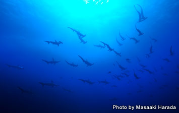 Hammerhead sharks