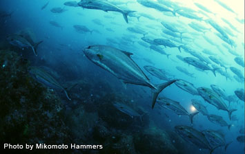 Japanese amberjack