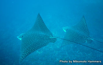 Spotted eagle rays