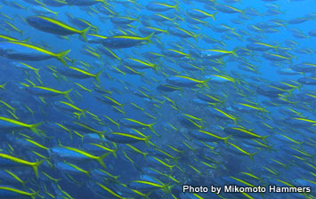 Huge school of yellowstriped butterfish