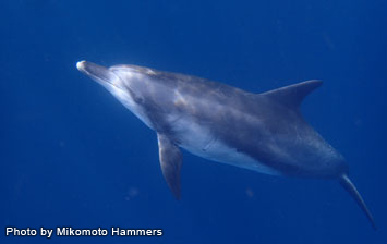 Dolphin encounter!