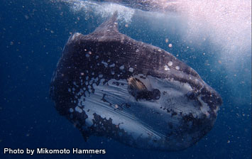 Mola mola (sunfish) are very rare around Japan