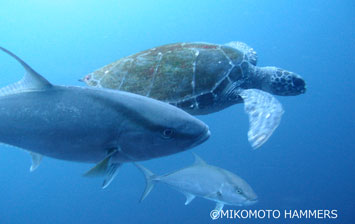 Green sea turtle