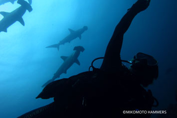 Take photos with the sharks!