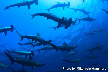 Dive With Hammerhead Sharks Near Tokyo Mikomoto Island Marine Diving Web