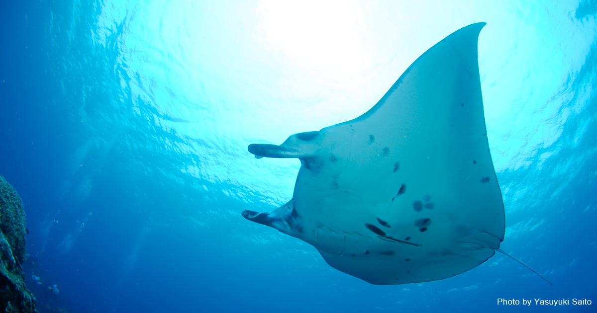 Diving In Ishigaki Island, Okinawa 