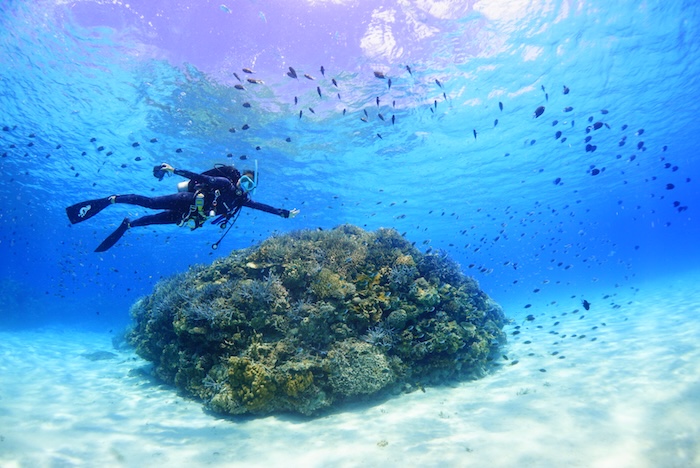 The beautiful clear blue seawater is called Kerama Blue and is popular with Japanese divers.