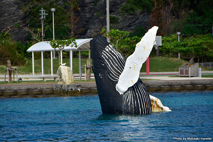 There is a whale sculpture in Zamami Port.