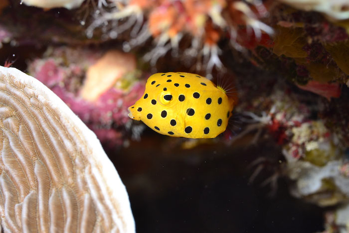 A juvenile boxfish encountered at Sakubarugyosho. The Kerama Sea is a fun place to observe fish.