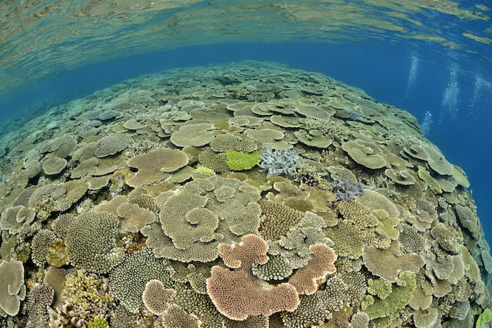 Unannzaki is a dive site with beautiful coral and a fascinating terrain including tunnels and cracks.