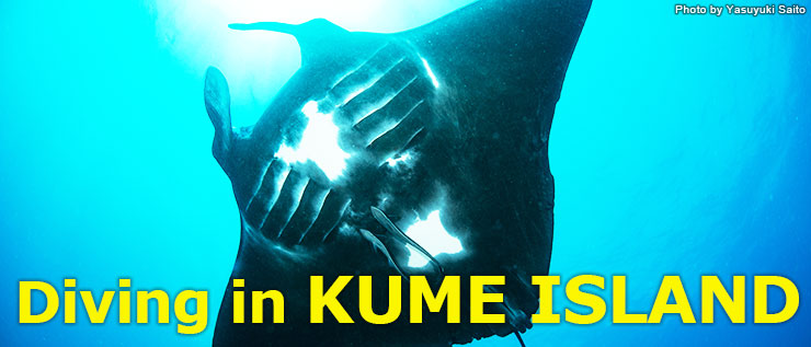 Manta Rays, Whales, and School of Pelagic Fish Diving in KUME ISLAND