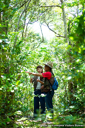 Nature trails in Nibuchi forest