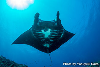 The rare black manta rays are occasionally seen in this site!