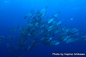 Chances of seeing schools of bigeye trevally and other pelagic fish are very high