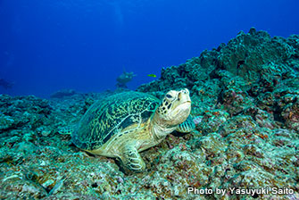 Must-go place if you’re a sea turtle lover!