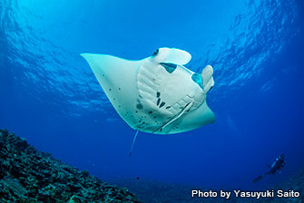 Until 2017, manta rays could only be seen in winter. But thanks to the discovery of cleaning stations, now you can dive with manta rays all year around