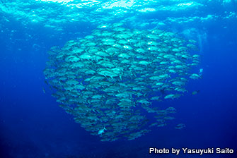 The tornado of bigeye trevally. You can see them in “Imazuni”, which is one of the exciting dive sites in Kume Island