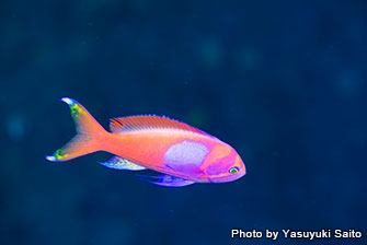 If you dive in early summer, you will be surprised to see many beautiful and colorful schools of fairy basslet. Square-spot fairy basslet are one of the popular fairy basslet!