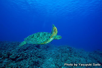 If you're lucky, you can encounter more than 50 sea turtles in Kame Paradise !