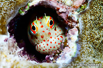 Now, you can see red-spotted blenny in lots of places in the world. In Japan, red-spotted blenny were first found in Kume Island