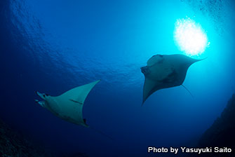 Dive sites are less than 20 min. away from the port by boat. You can get to “Manta station” in less than 10 min. 