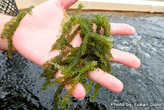 In Kume Island, deep sea water is also used for growing sea grapes, popular food of Okinawa