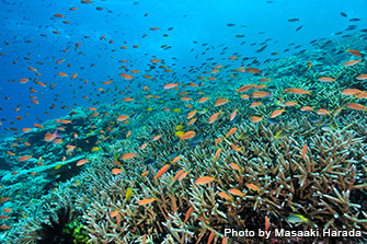 Diving In Miyako Island Okinawa Marine Diving Web