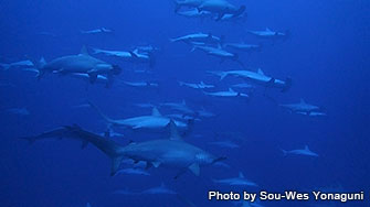 Possibility of seeing more than 100 hammerhead sharks!