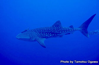 Whale sharks visit Yonaguni Island from time to time