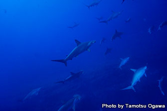 Hammerhead Rock