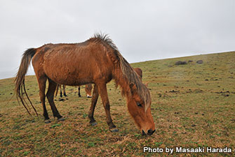 Yonaguni horse, the natural monument of Yonaguni Island