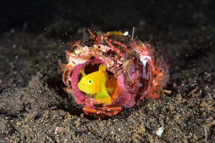 There is also a chance to see the rare hatching of the yellow pygmy-goby eggs, a popular fish in the bay.