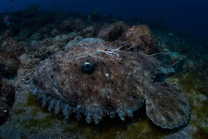 Angler fish that is often requested by divers from overseas to see.