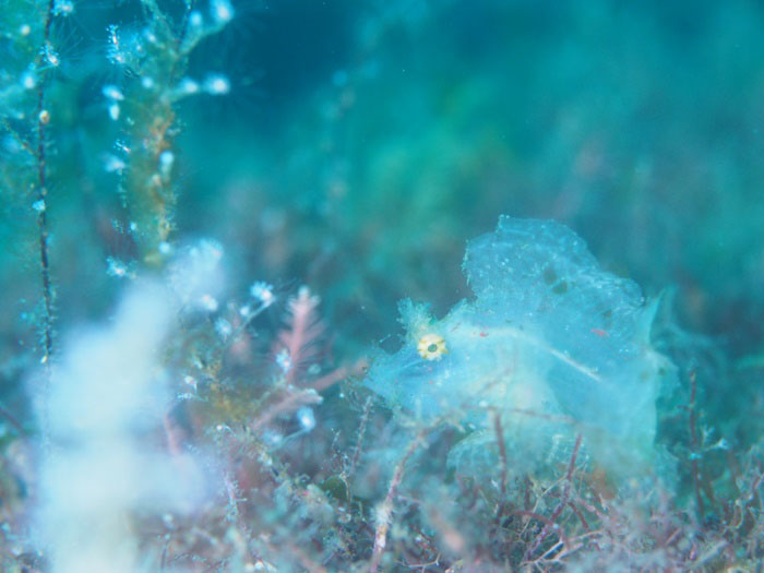 A weedy scorpionfish found at the 