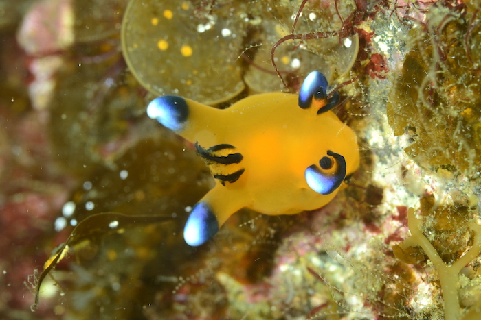 You can also see the popular sea slug nicknamed Pikachu.